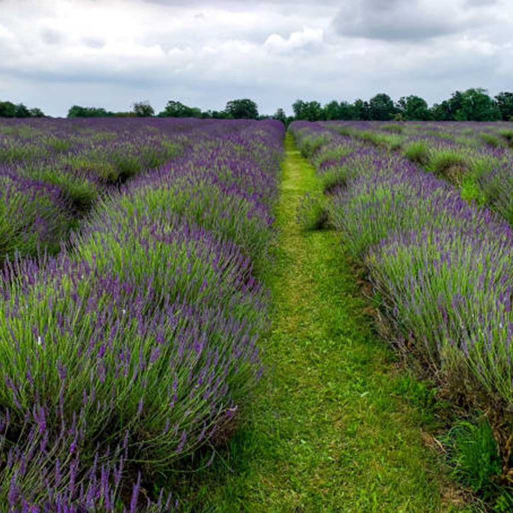 mayfield lavender, lavender farm, organic farming