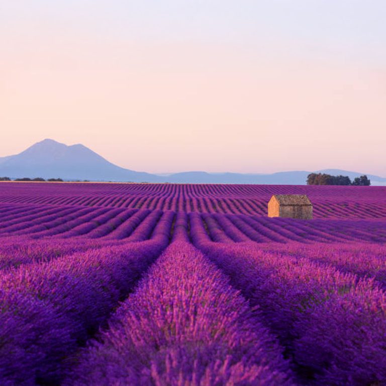 mayfield lavender, lavender farm, organic farming