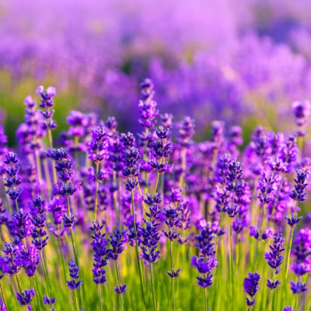 mayfield lavender, lavender farm, organic farming